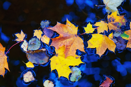 Colorful autumn leaves floating on water surface.の写真素材