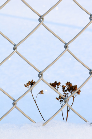 Dried plant beside chain link fence in snow.の写真素材