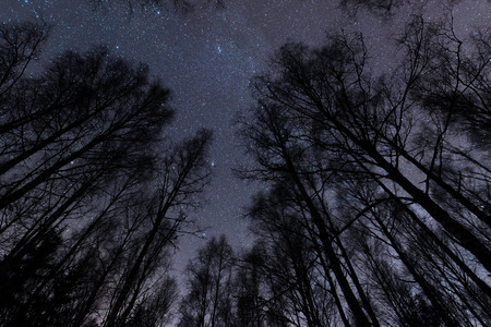 Starry sky above birch forest in winterの写真素材