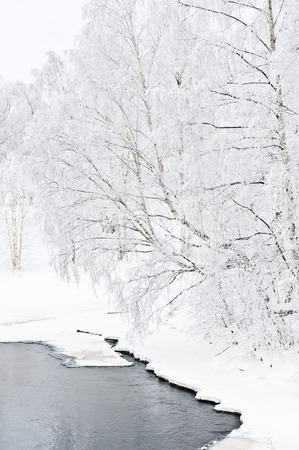 Winter scenery with snow covered trees on riverbank.の写真素材