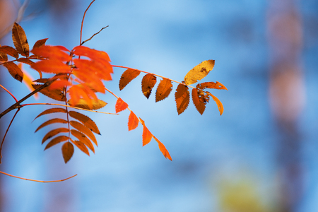 Rowan tree (Sorbus aucuparia) leaves in autumn colors.の写真素材