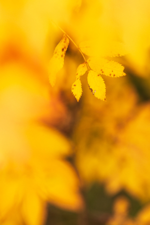 Rowan tree (Sorbus aucuparia) leaves in autumn colors.の写真素材