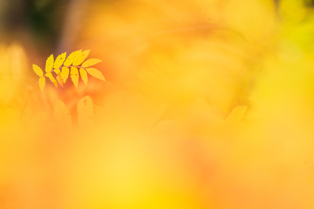 Rowan tree (Sorbus aucuparia) leaves in autumn colors.の写真素材