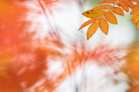 Rowan tree (Sorbus aucuparia) leaves in autumn colors.の写真素材