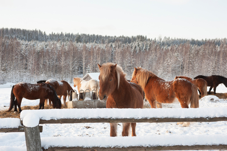Icelandic horses in snowy pasture. Winter landscape from Finland.の写真素材
