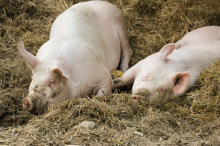 Pigs laying on hay and strawの写真素材
