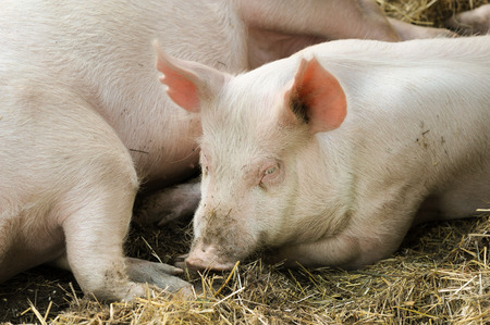 Pigs laying on hay and strawの写真素材