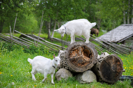 Playful young goatsの写真素材