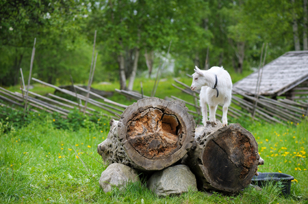 Playful young goatの写真素材