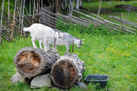 Playful young goatsの写真素材