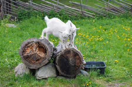 Playful young goatsの写真素材