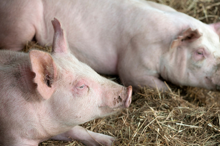 Pigs laying on hay and strawの写真素材