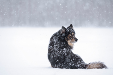 Finnish Lapphund in snowy winter landscape.の写真素材