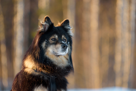 Portrait of a Finnish Lapphund. Selective focus and shallow depth of field.の写真素材