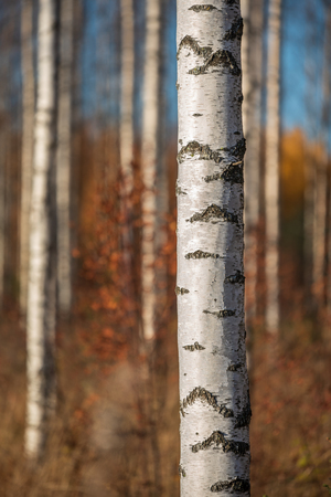 Autumn birch forest. Focus on tree trunk. Shallow depth of field.の写真素材