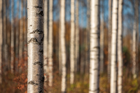 Autumn birch forest. Focus on tree trunk on the left. Shallow depth of field.の写真素材