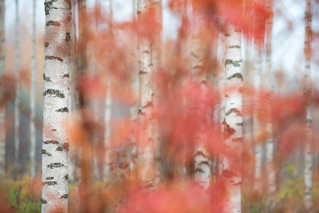 Autumn forest. Birch (Betula pendula) tree trunks and colorful leaves.の写真素材
