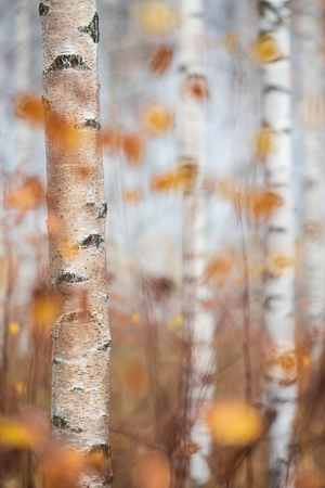 Autumn forest. Birch (Betula pendula) tree trunks and colorful leaves.の写真素材