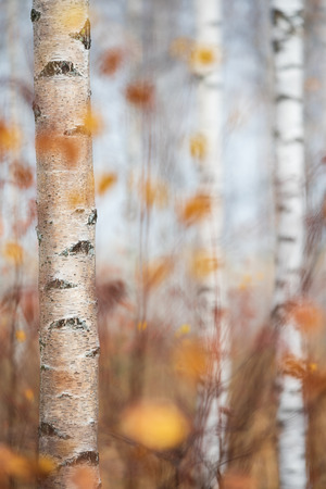 Autumn forest. Birch (Betula pendula) tree trunks and colorful leaves.の写真素材