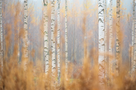 Birch (Betula pendula) tree trunks in autumn forest.の写真素材
