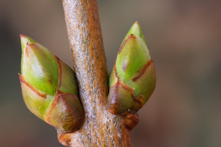 Lilac (Syringa vulgaris) lateral buds in springの写真素材