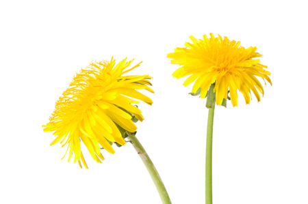 Dandelion (Taraxacum officinale) isolated on white background.の写真素材