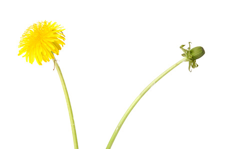 Dandelion (Taraxacum officinale) isolated on white background.の写真素材