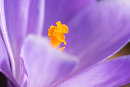 Crocus vernus Remembrance flower petals and pistilの写真素材