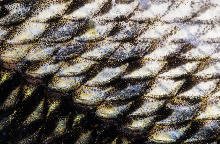 Fish (Zander/Pike-perch, Sander lucioperca) scale close-up. Image appears a bit soft due to the epidermal mucus covering the scales. Scanned from film.の写真素材