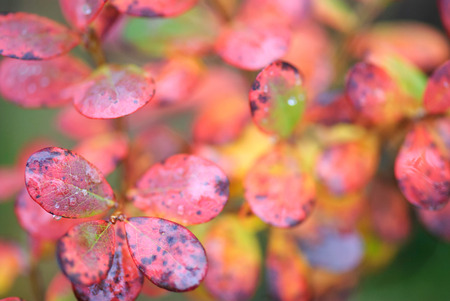 Bog bilberry (Vaccinium uliginosum) autumn leavesの写真素材