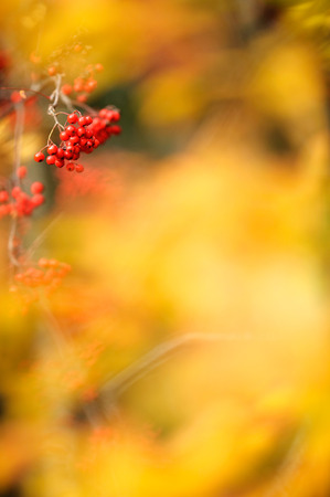 Rowan berries in autumnの写真素材