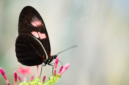 Heliconius butterfly resting on Star flower (Pentas lanceolata).の写真素材