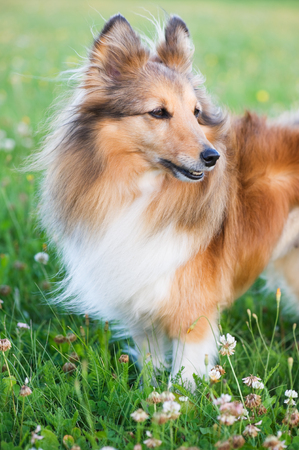Shetland sheepdog in the meadow.の写真素材