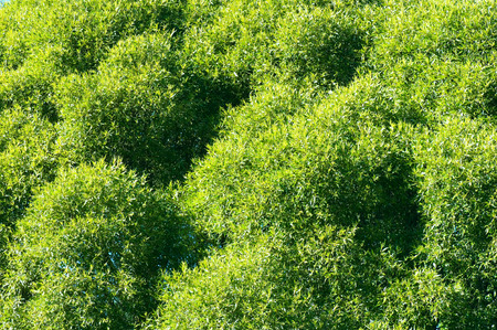 Crack willow tree (Salix fragilis) foliage.の写真素材