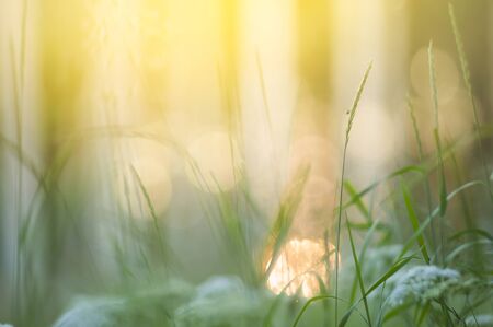 Grasses in the meadowの写真素材
