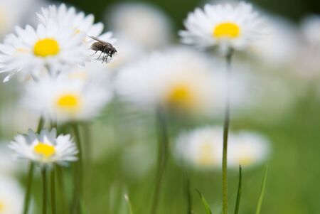Fly and daisies (Bellis perennis). Focus on fly, shallow depth of field.の写真素材