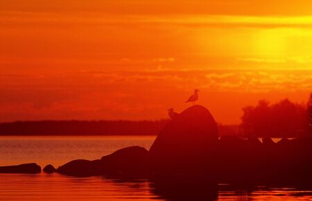 Two gulls standing on rocks in sunset light. Scanned film source.の写真素材