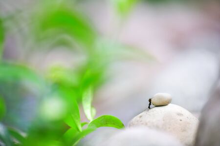 Ant climbing on bebbles. Focus on ant, shallow depth of field.