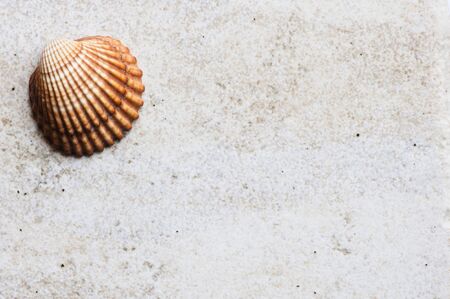 Seashell on stony tile surface.の写真素材