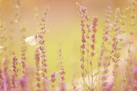 White butterfly feeding on meadow flowers. Selective focus and shallow depth of field.の写真素材