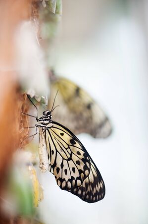 Newly hatched Paper Kite butterfly (Idea leuconoe).