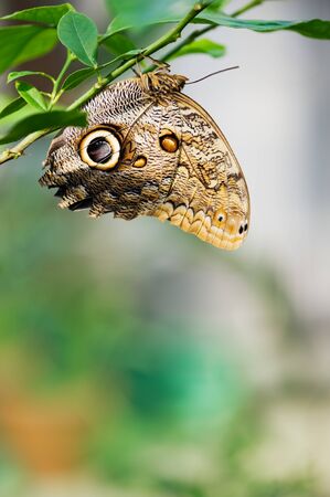 Peleides Blue Morpho butterfly (Morpho peleides) resting on tree branch. Selective focus and shallow depth of field.の写真素材