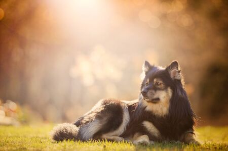 Finnish Lapphund laying in backyard in evening sunlight.の写真素材