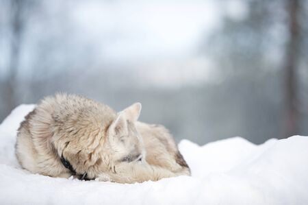 Sledge dog sleeping on snow.