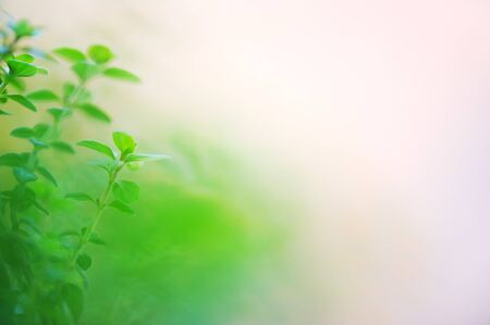 Green plant growth. Selective focus and shallow depth of field.