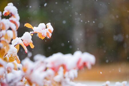 Birchleaf spirea, Spiraea betulifolia, leaves covered with fresh snow, late autumn snowfall in the...