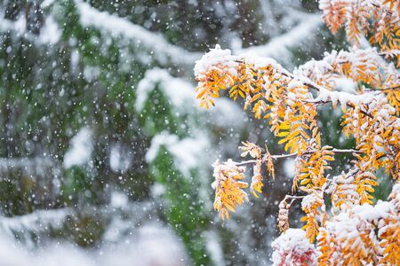 Rowan tree (Sorbus aucuparia) branches and yellow leaves covered with fresh snow in late autumn