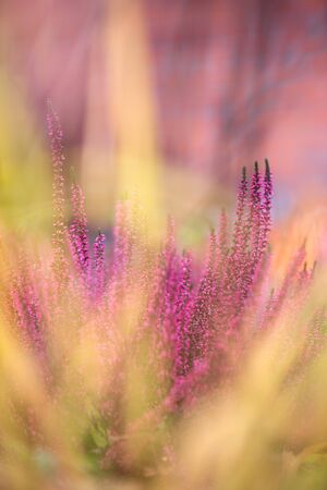 Common heather, Calluna vulgaris, in full bloom, selective focus and shallow DOF, colors in autumn gardenの写真素材
