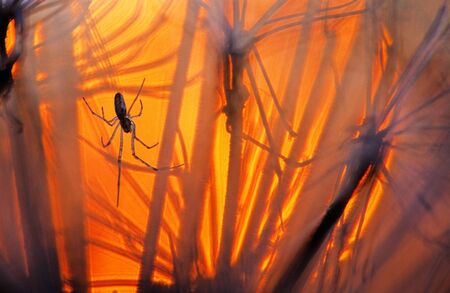 Tetragnatha spider on dried hogweed (Heracleum sp.) inflorescence. Focus on spider, shallow depth of...