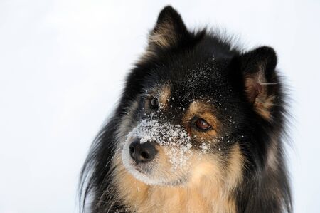 Dog portrait, Finnish Lapphund.の写真素材